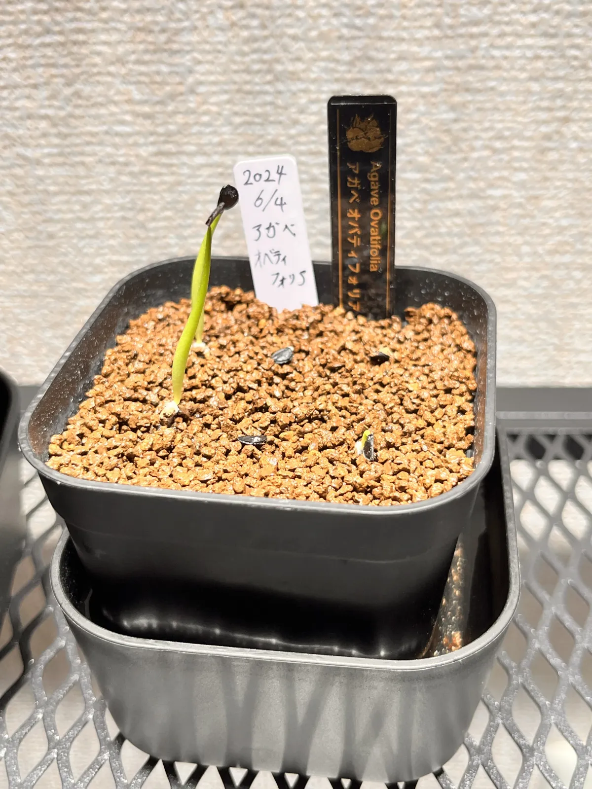 Agave ovatifolia (アガベ オバティフォリア)