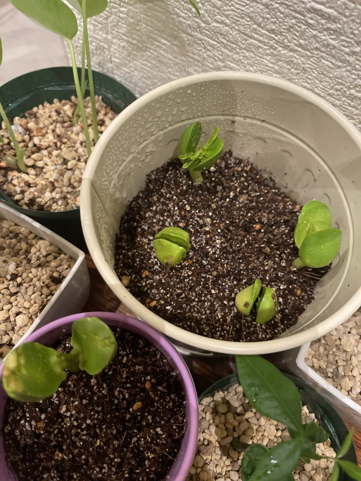 Moringa drouhardii (モリンガ ドロウハーディ)