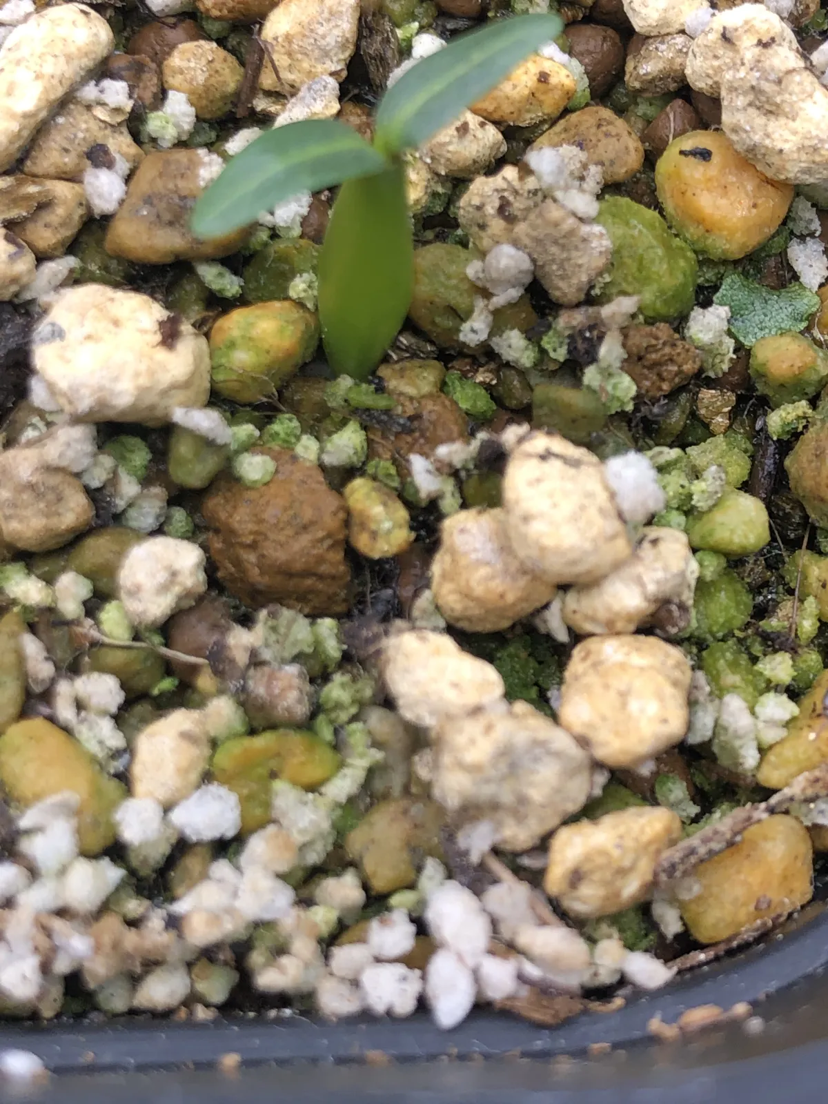 [無料種子] 発芽難 パキポディウム グラキリス　 Pachypodium rosulatum var. gracilius