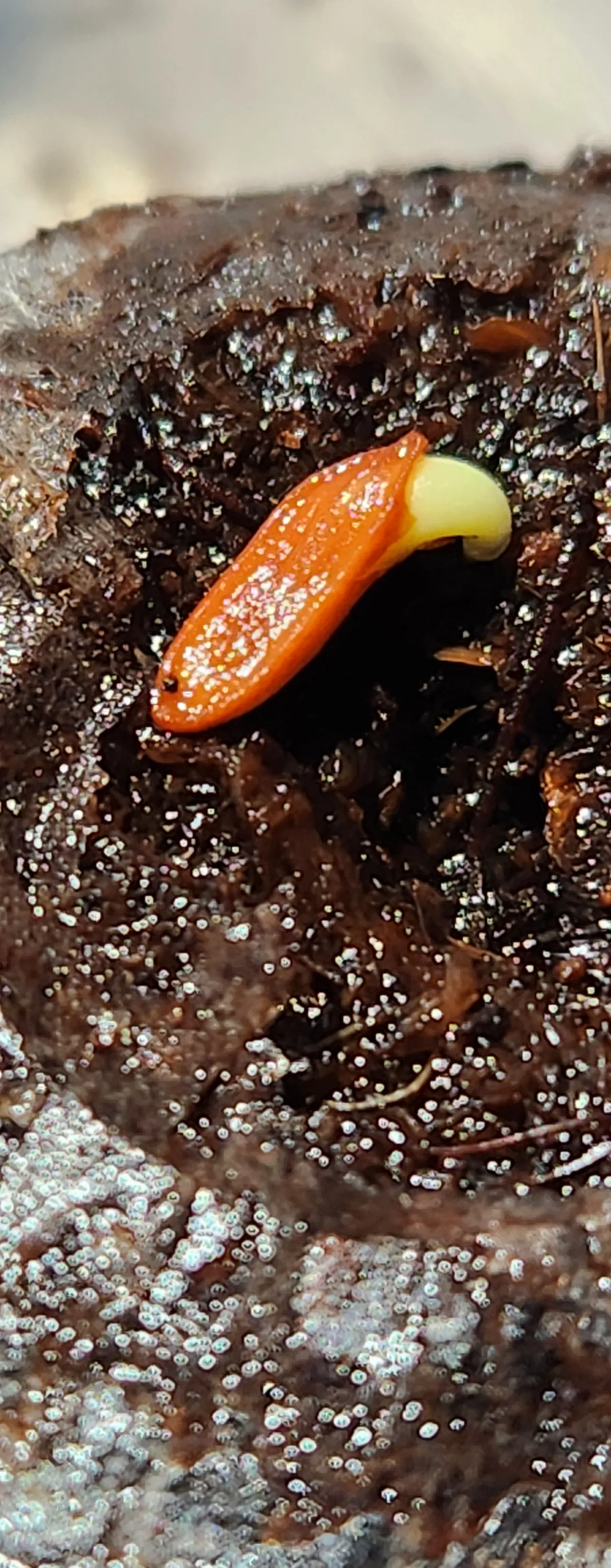 Pachypodium rosulatum var. gracilius (パキポディウム グラキリス)