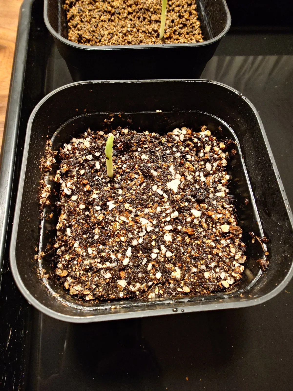 Strelitzia reginae (ストレリチア レジーナ)