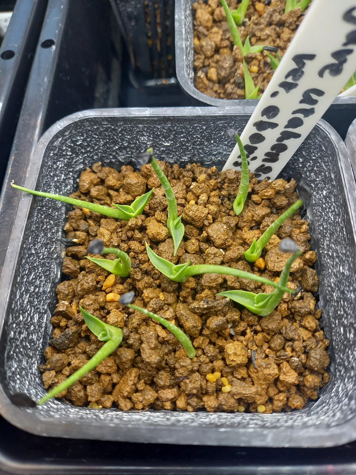 Agave utahensis var. eborispina (アガベ エボリスピナ)