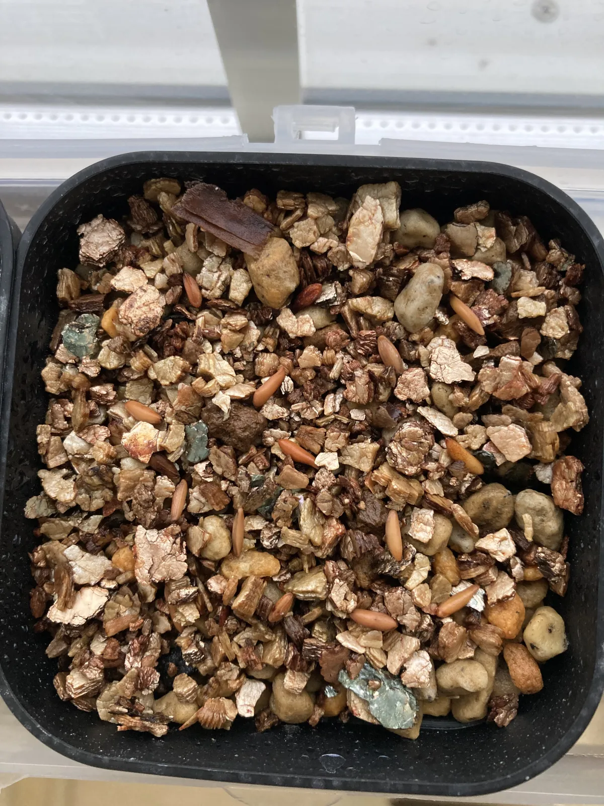 [無料種子] 発芽難 パキポディウム グラキリス　 Pachypodium rosulatum var. gracilius