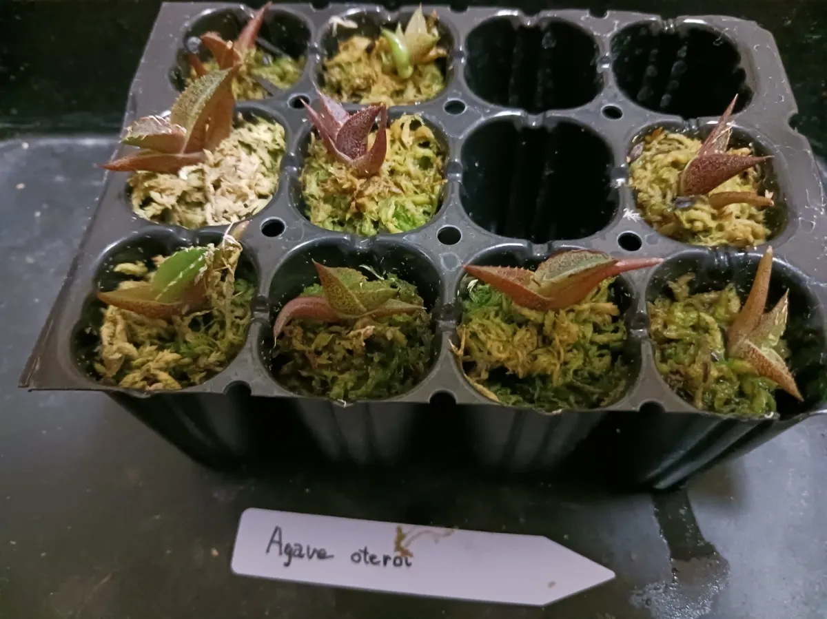 Agave oteroi (アガベ オテロイ)