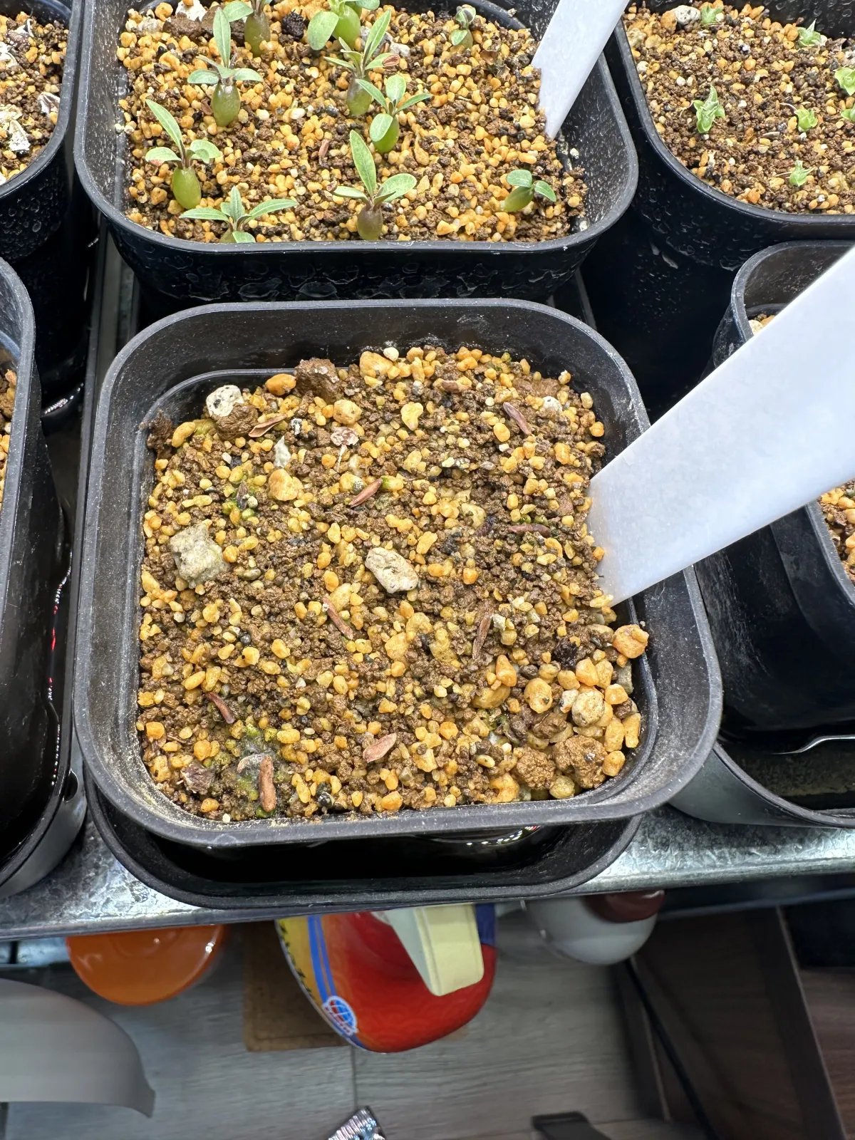 [無料種子] 発芽難 パキポディウム グラキリス　 Pachypodium rosulatum var. gracilius