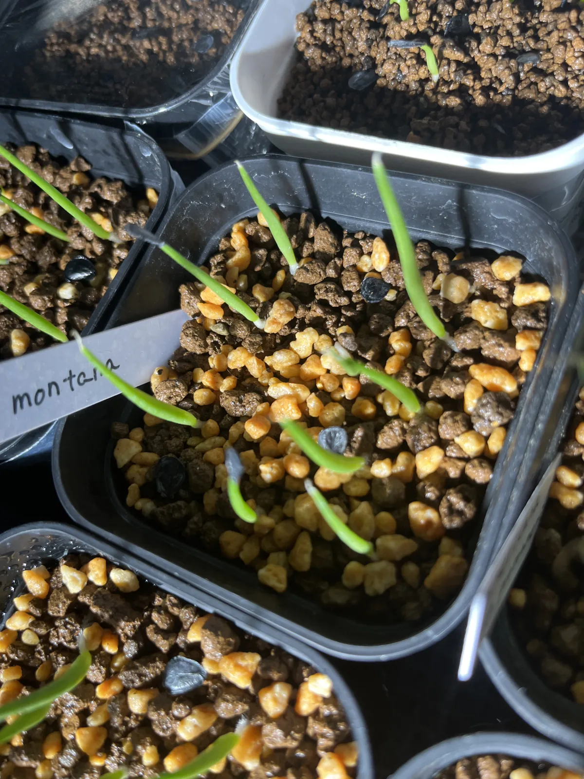 Agave montana (アガベ モンタナ)