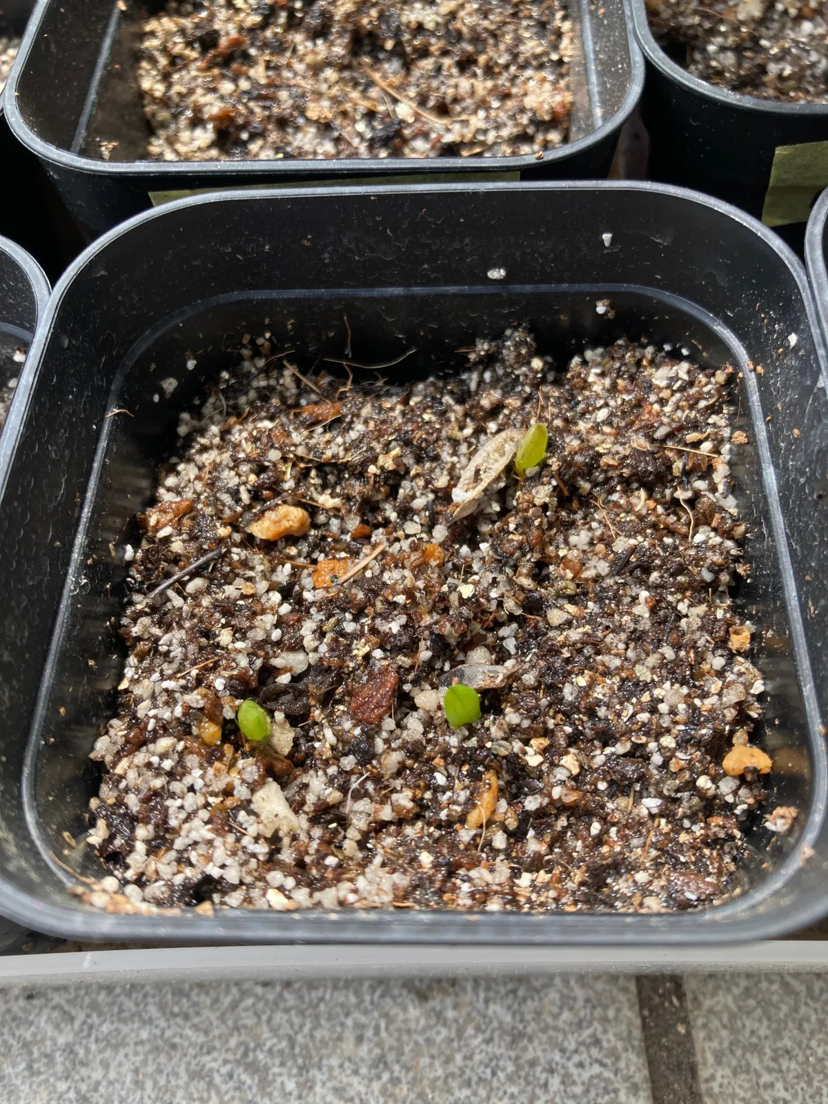 Aloe ramosissima (アロエ ラモシシマ)