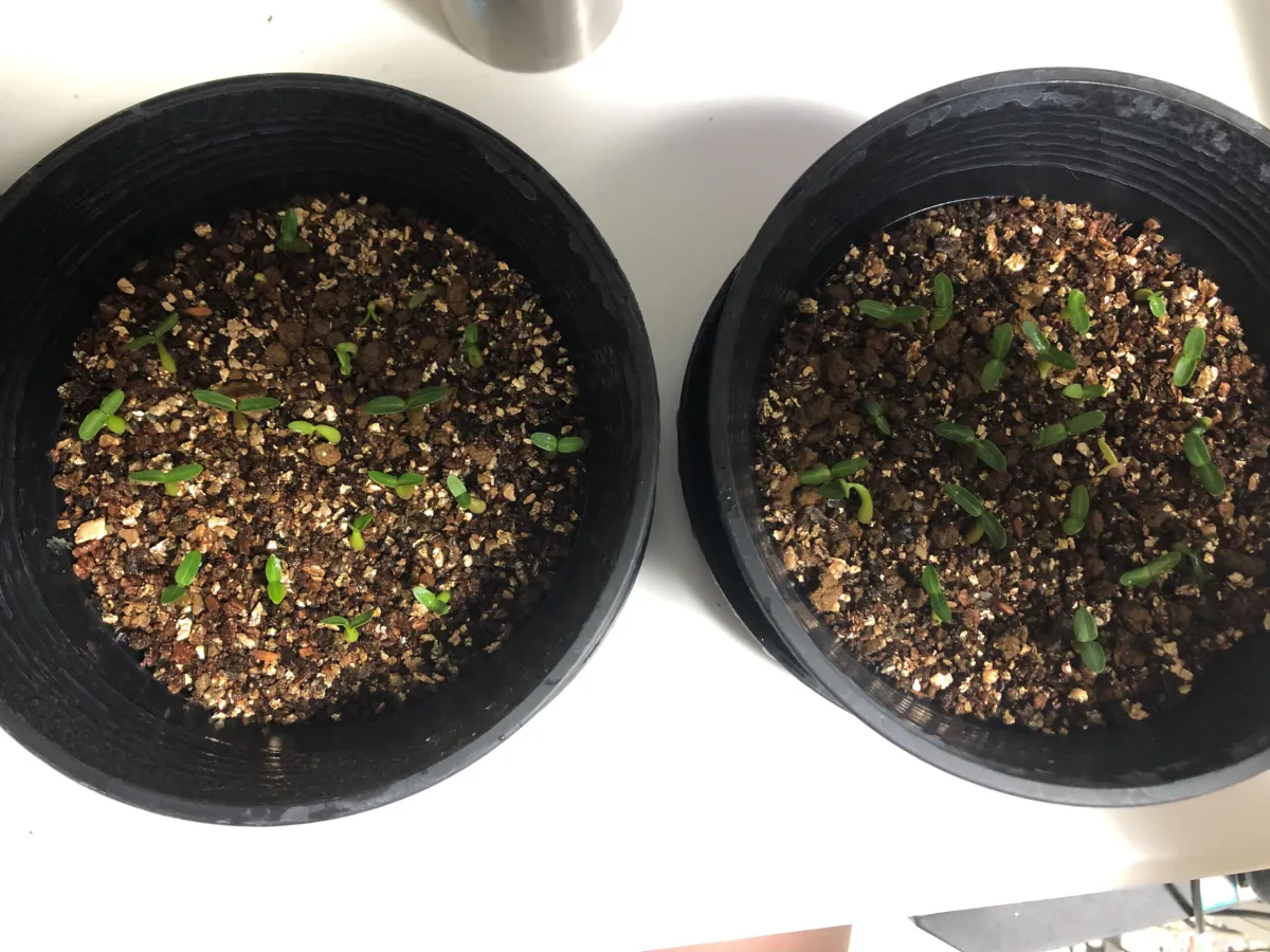 Pachypodium rosulatum var. gracilius (パキポディウム グラキリス)