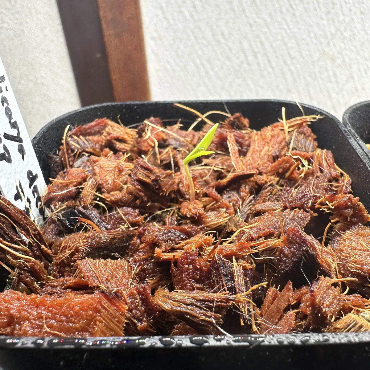 [無料種子] オペルクリカリア 蓋開け練習用 Operculicarya