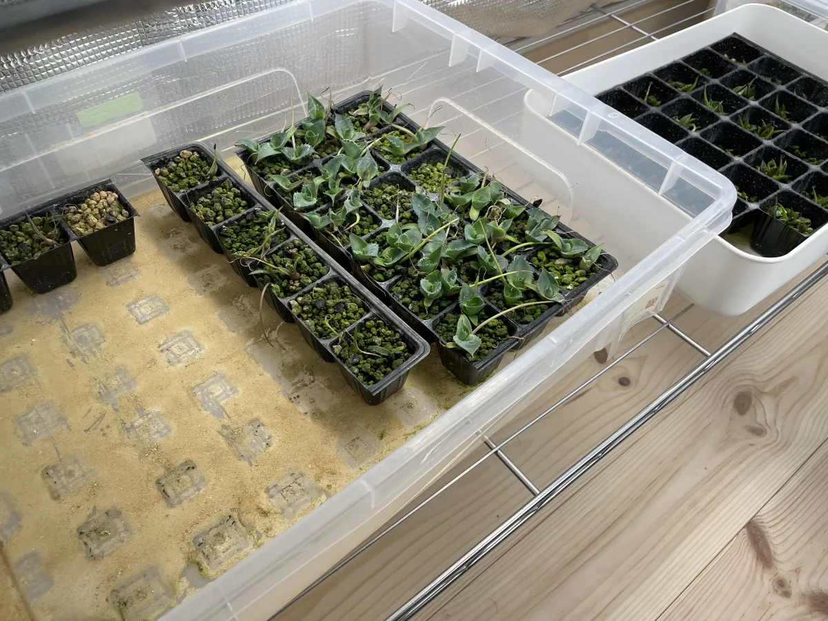 Agave sobria subsp. sobria (アガベ ソブリア)