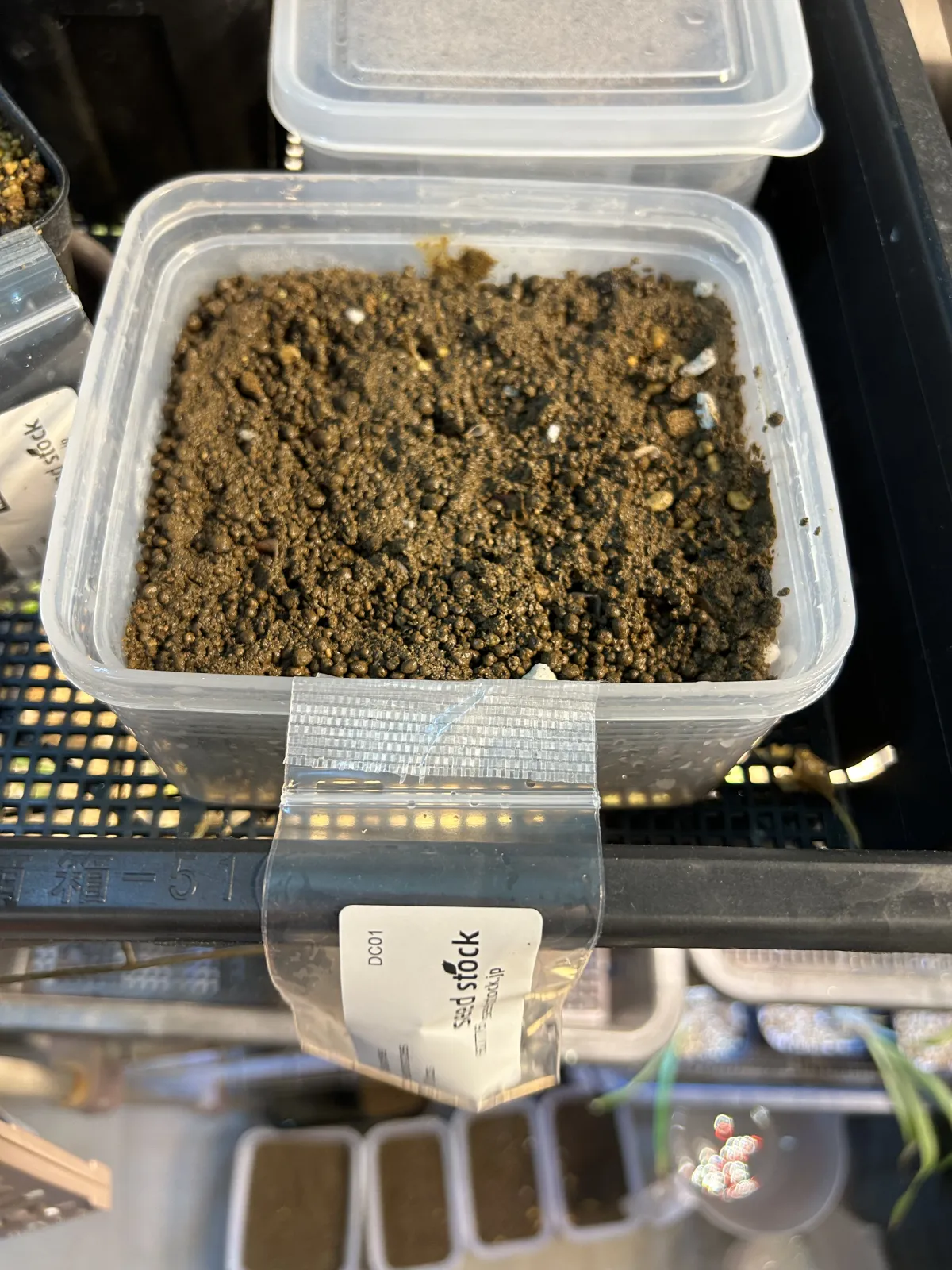 Dioscorea elephantipes (ディオスコレア エレファンティペス アフリカ亀甲竜)