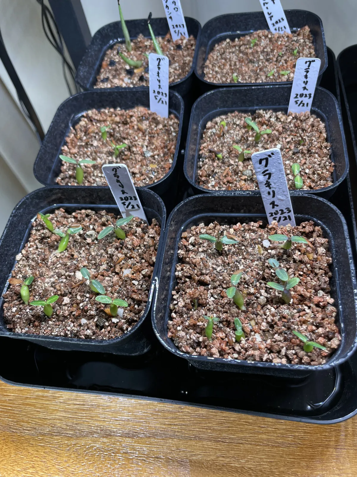 Pachypodium rosulatum var. gracilius (パキポディウム グラキリス)