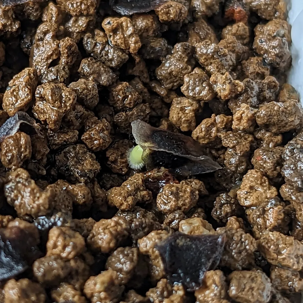 Aloe polyphylla (アロエ ポリフィラ)