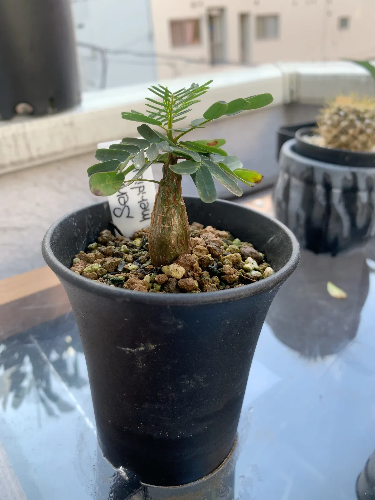 Senna meridionalis (センナ メリディオナリス)