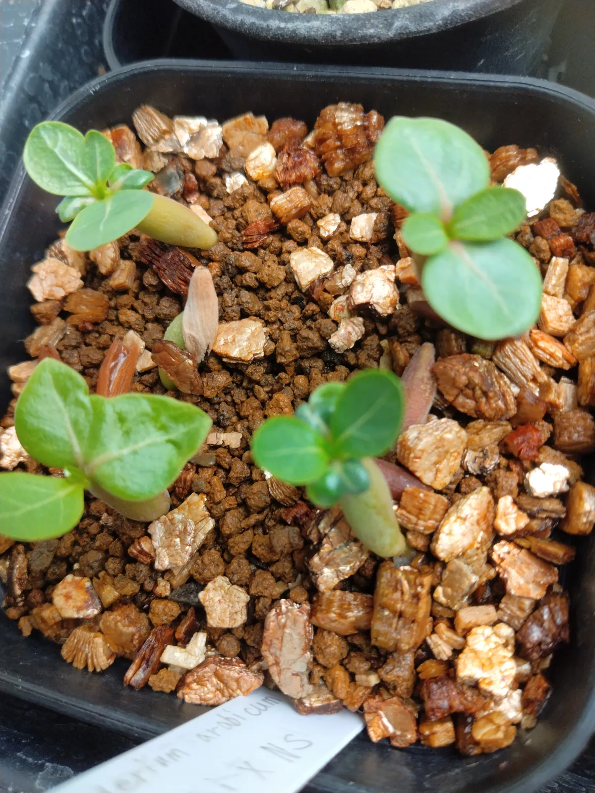 Adenium arabicum Godji x NS (アデニウム アラビカム ゴッジ x NS)