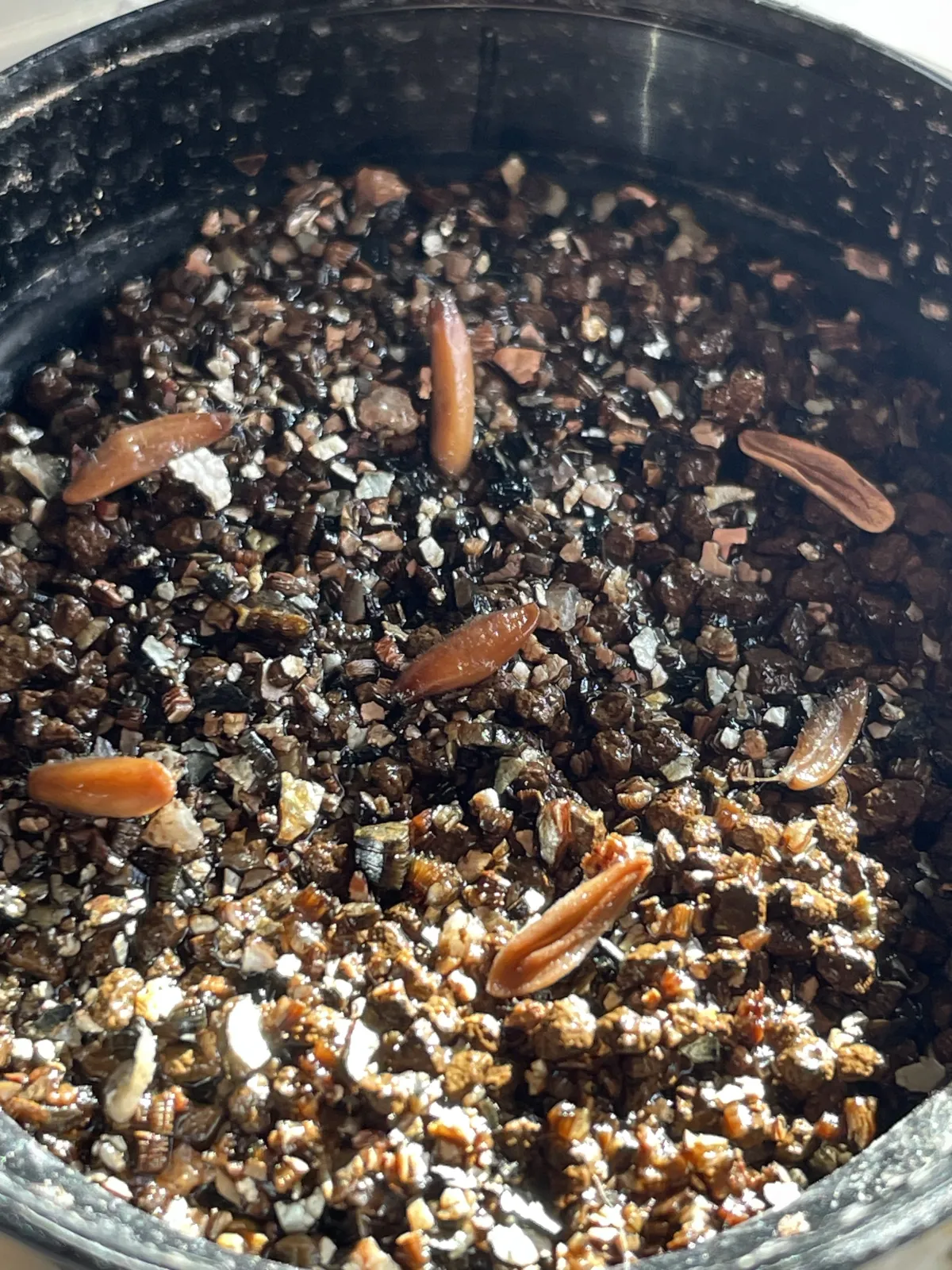 [無料種子] 発芽難 パキポディウム グラキリス　 Pachypodium rosulatum var. gracilius