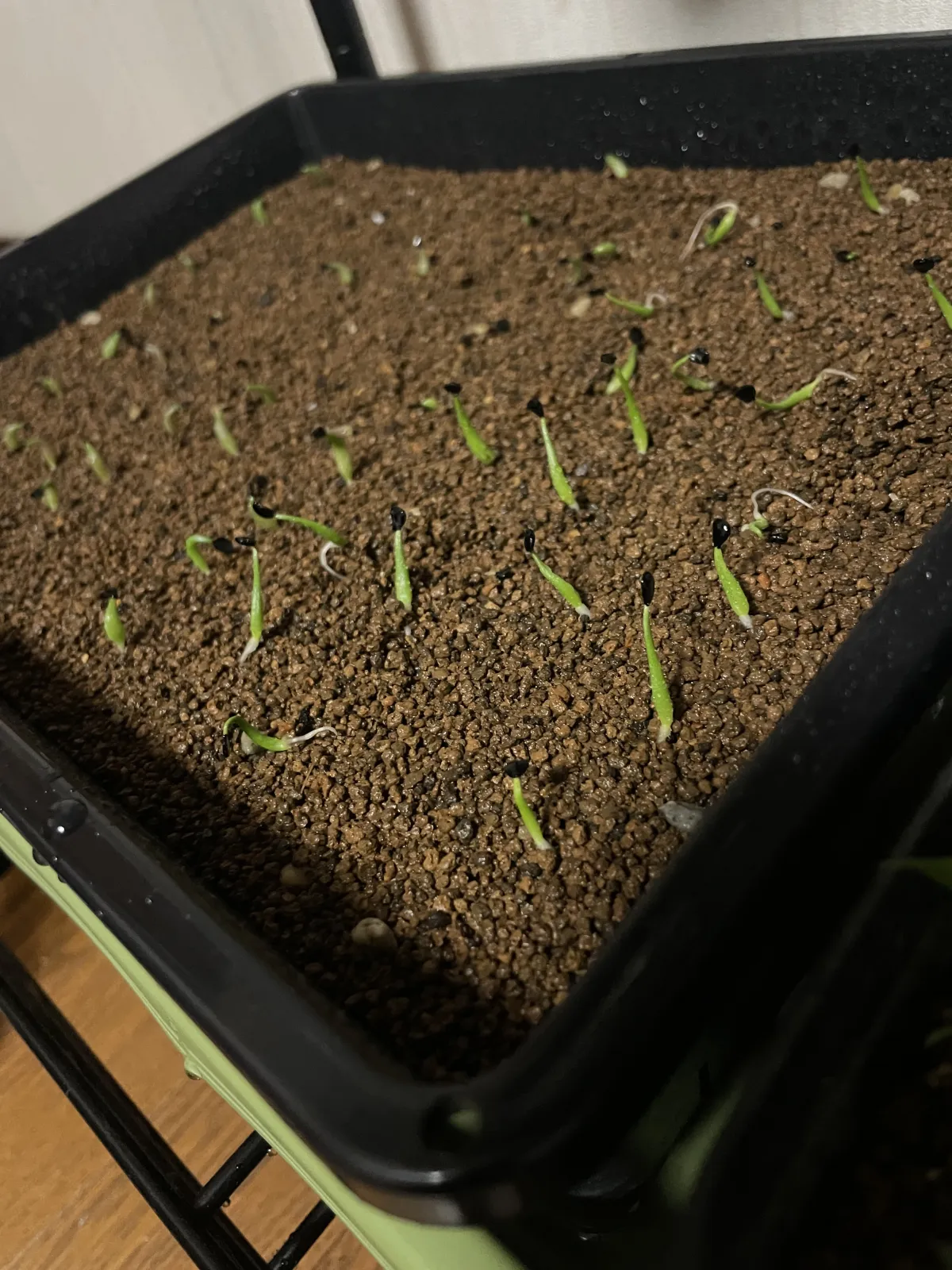 Agave utahensis var. eborispina (アガベ エボリスピナ)