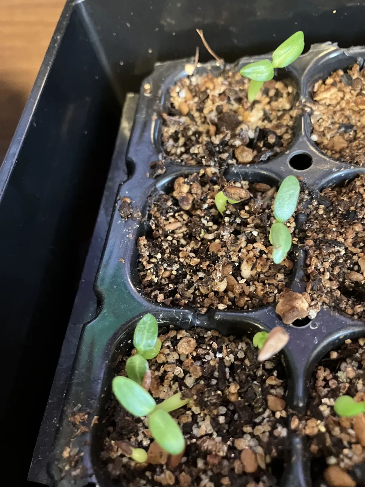 Pachypodium rosulatum var. gracilius (パキポディウム グラキリス)