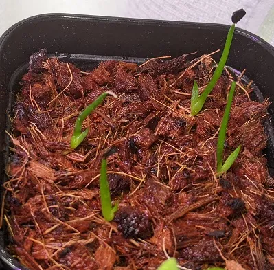 Agave chiapensis (アガベ チアペンシス)