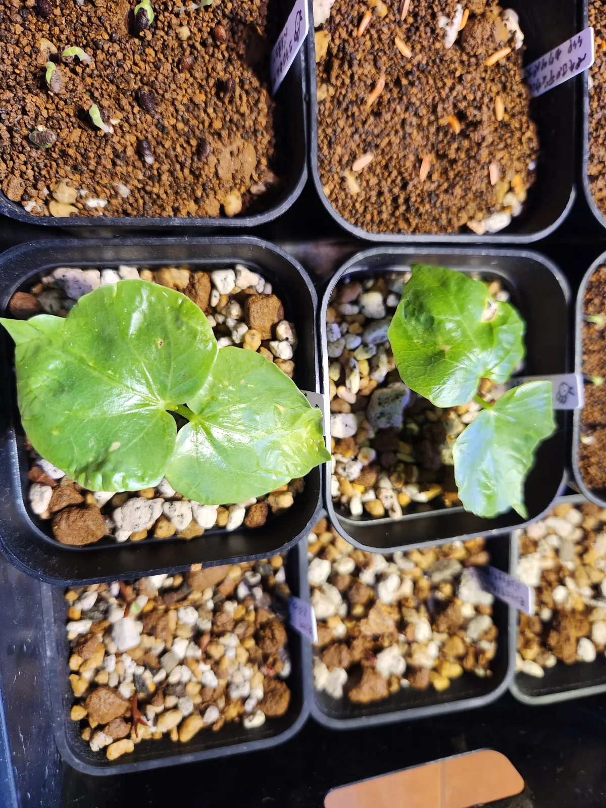 Pseudobombax ellipticum (セウドボンバックス エリプティカム ラブラム)