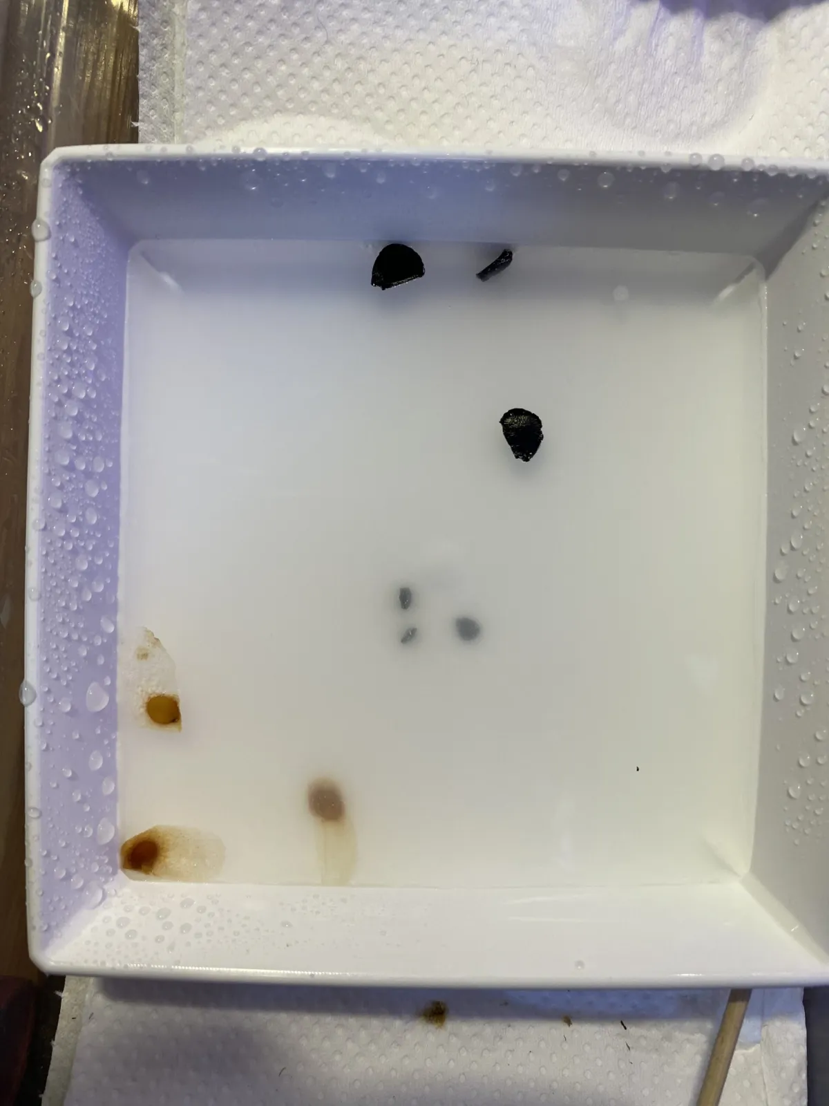 Agave utahensis ssp. utahensis (アガベ ユタエンシス)