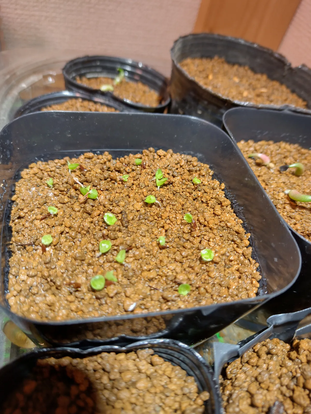 Agave rhodacantha (アガベ ロダカンサ)