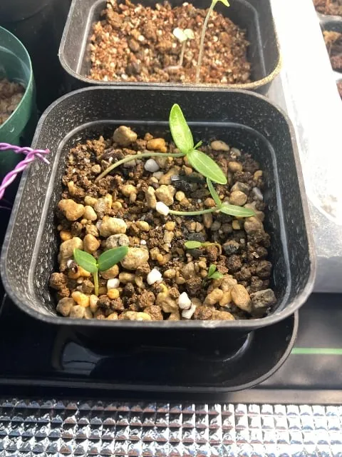 Senna meridionalis (センナ メリディオナリス)