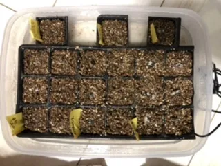 Agave salomonii Magnifica (アガベ マグニフィカ)