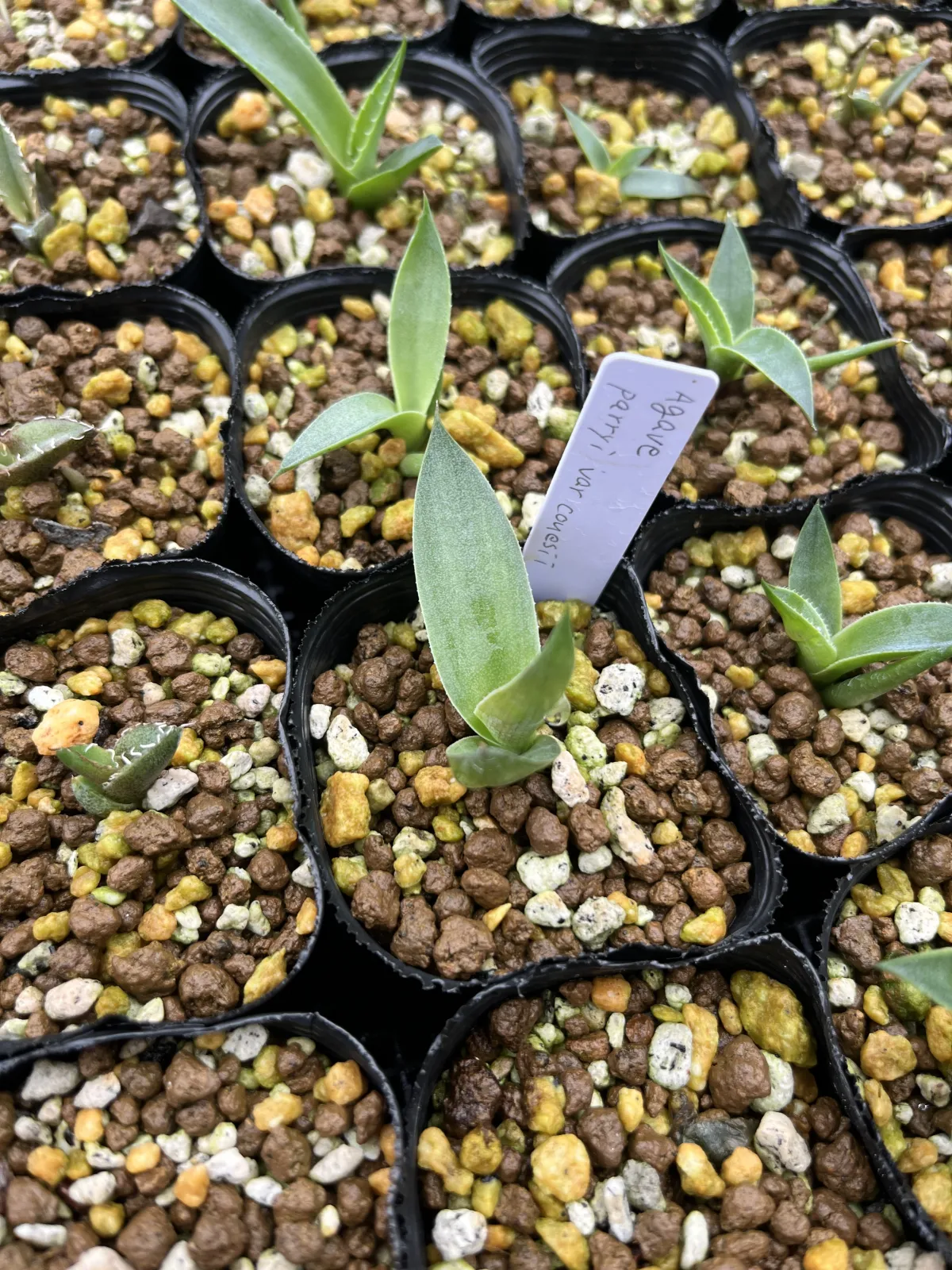 Agave parryi var. couesii (アガベ コウエシー)