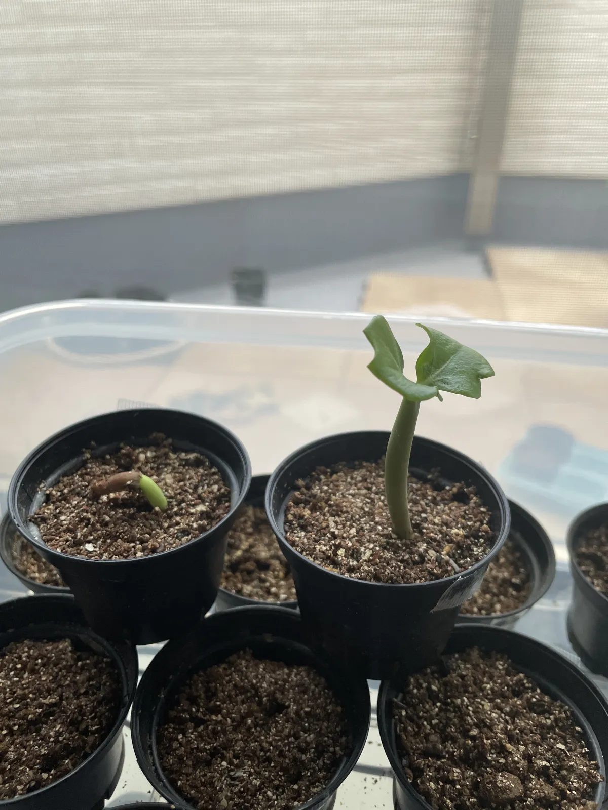 Adenium arabicum (アデニウム アラビカム)