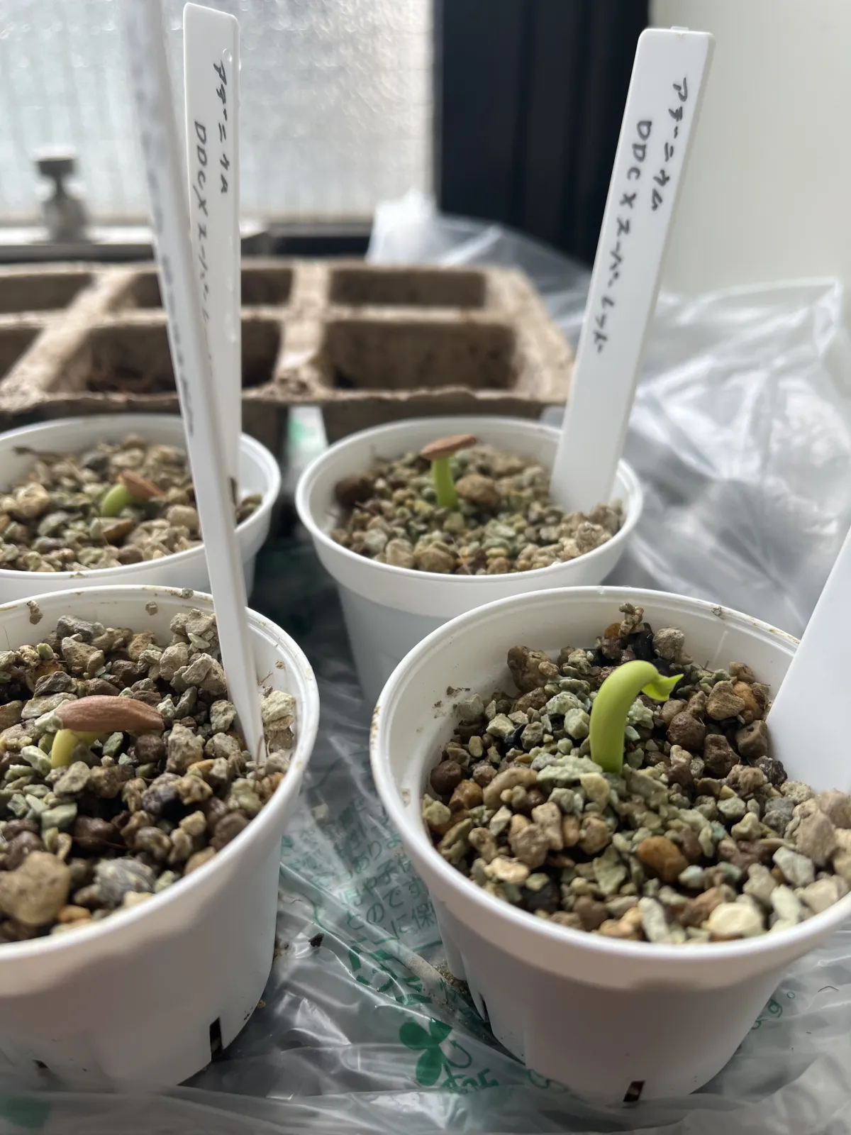 Adenium obesum Super red (アデニウム Adenium DDC X Super red)