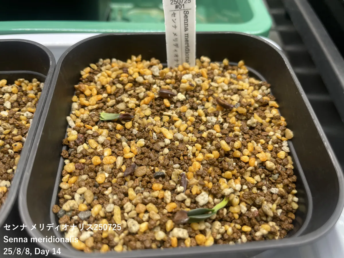 Senna meridionalis (センナ メリディオナリス)