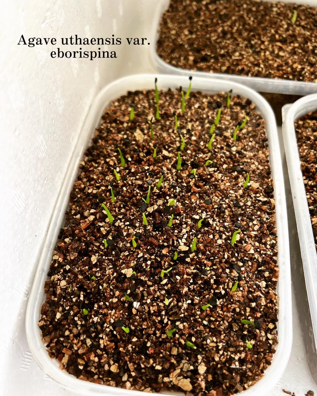 Agave utahensis var. eborispina (アガベ エボリスピナ)