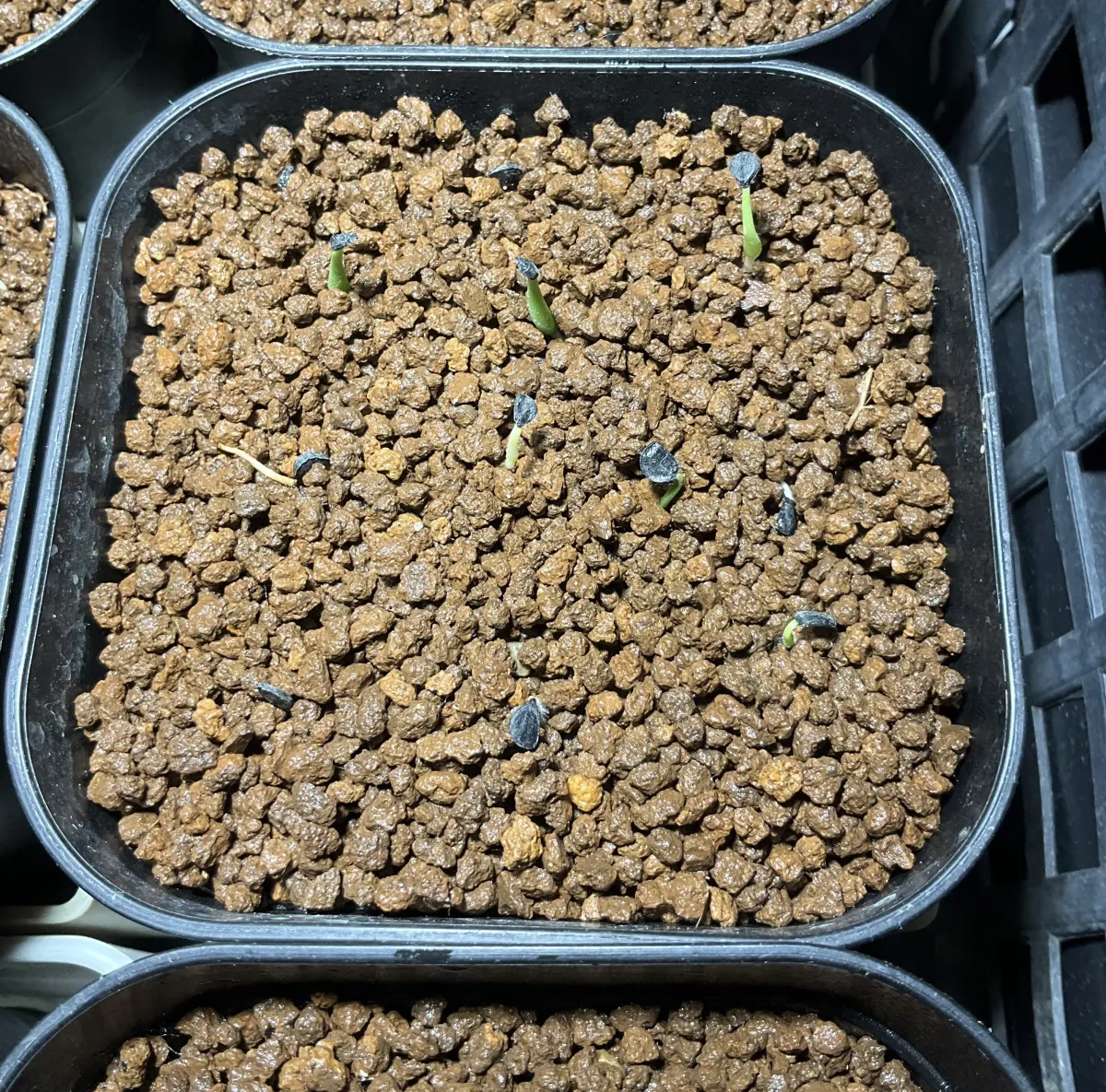 Agave utahensis var. eborispina (アガベ エボリスピナ)