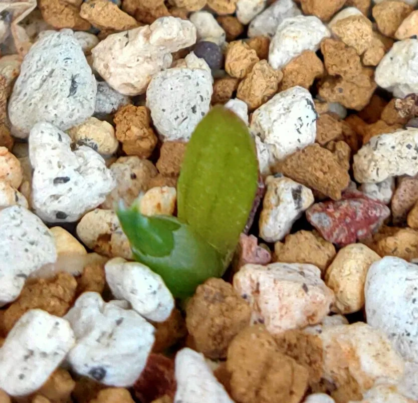 Aloe striata (アロエ ストリアータ)