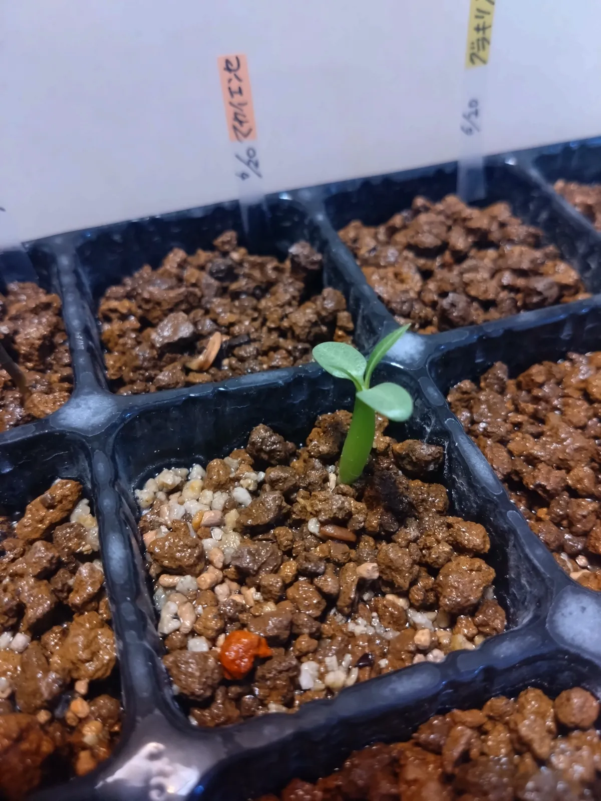 Pachypodium rosulatum subsp. makayense (パキポディウム マカイエンセ)