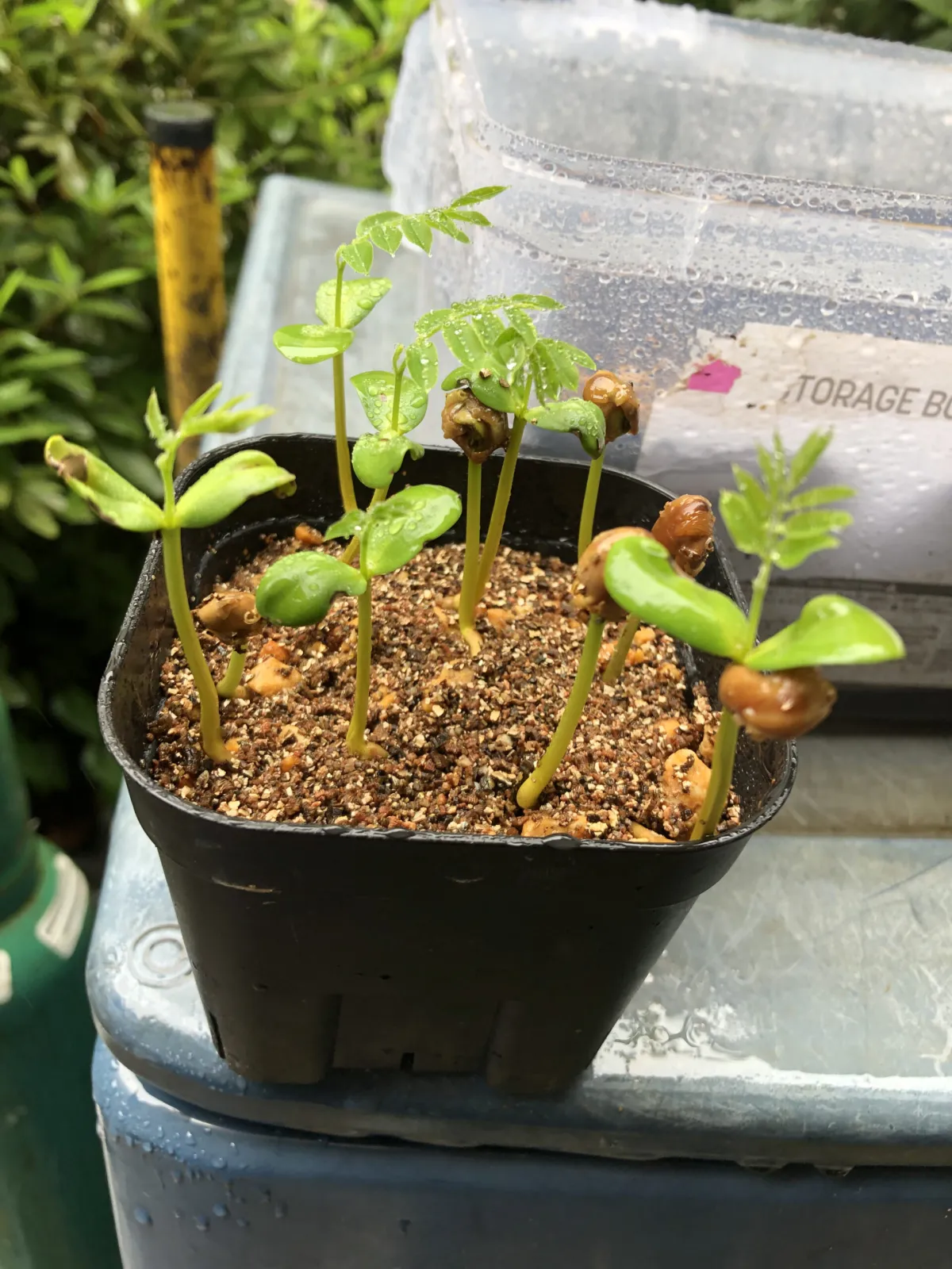 Cassia bakeriana (カッシア バケリアナ)