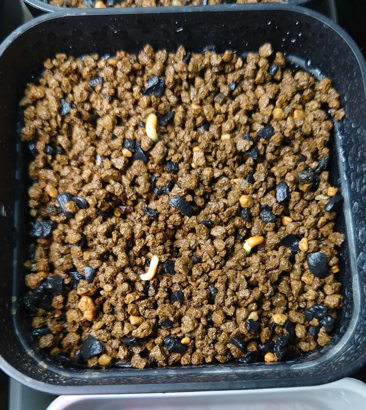 Pachypodium enigmaticum (パキポディウム エニグマチカム)