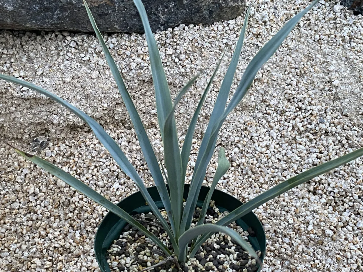 Yucca rigida (ユッカ リギダ)