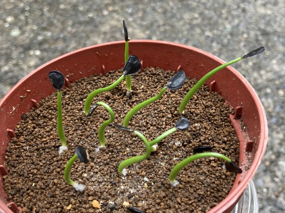 Agave parryi var. huachucensis (アガベ フアチュセンシス)