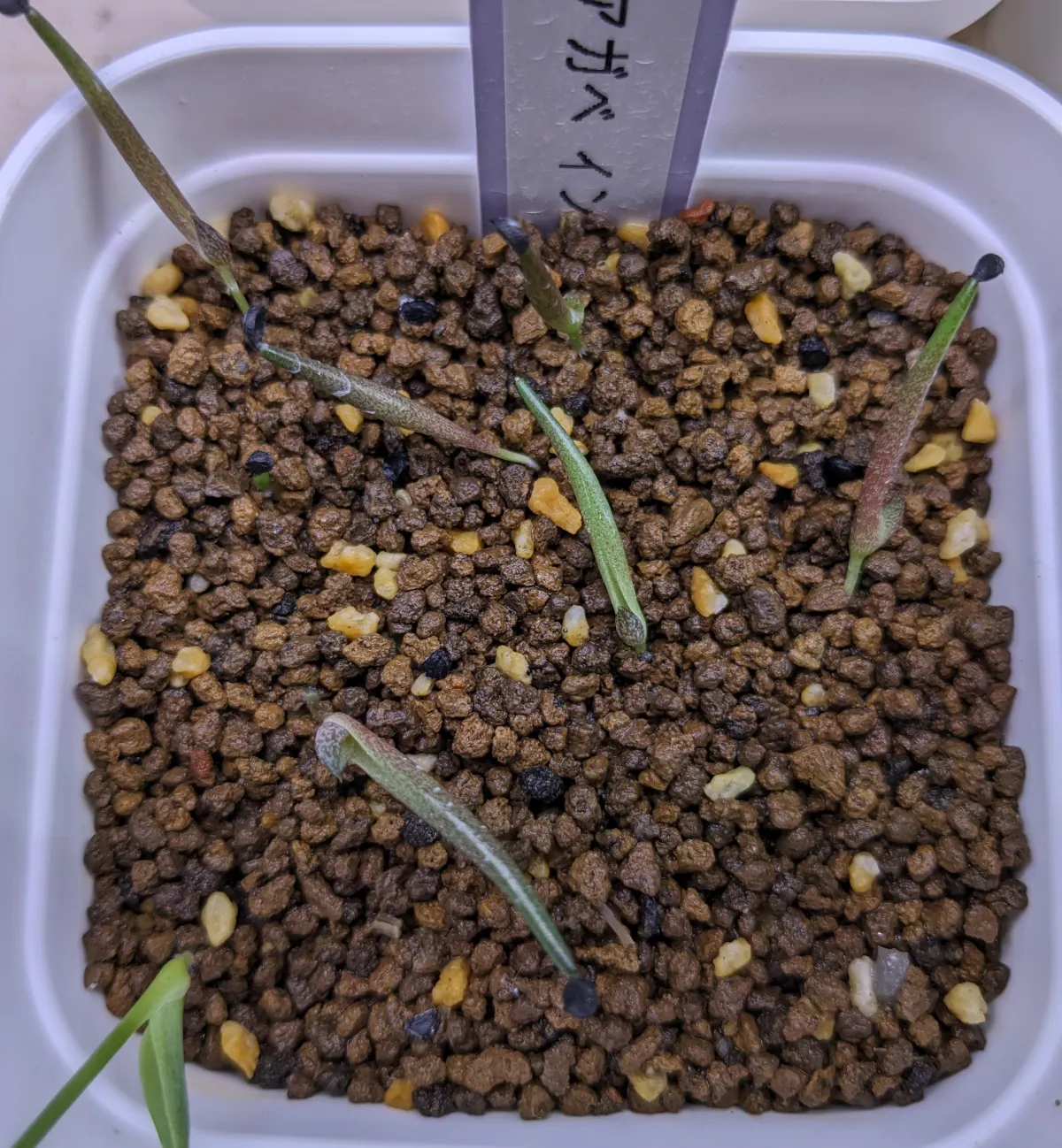 Agave impressa (アガベ インプレッサ)