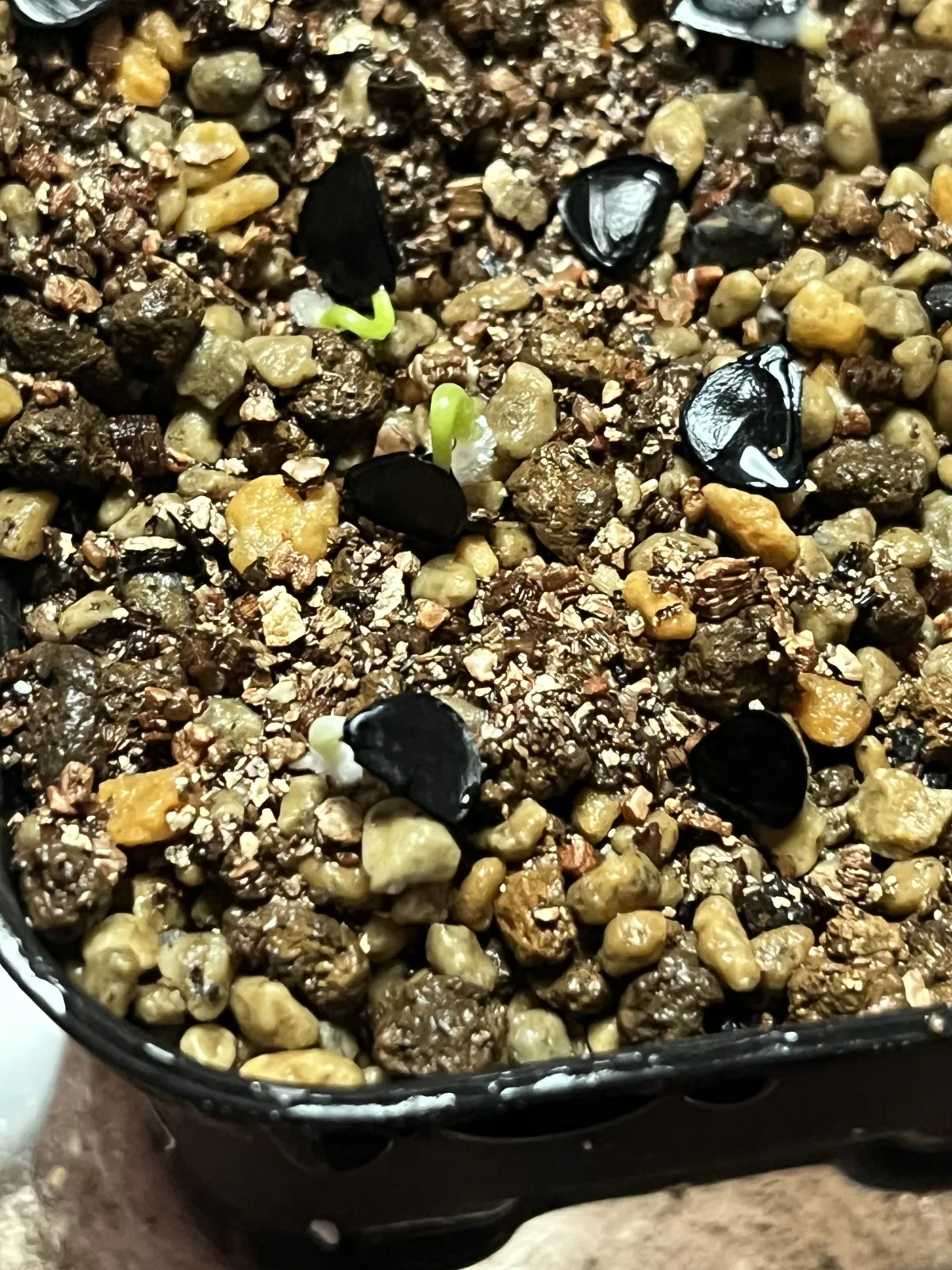 Agave isthmensis (アガベ イシスメンシス)