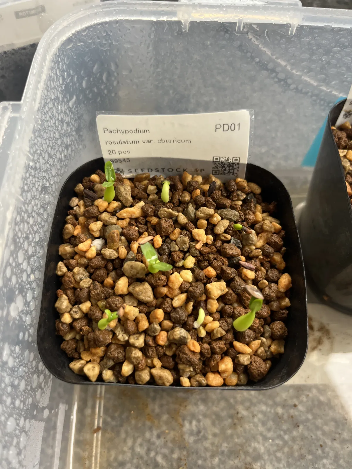 Pachypodium rosulatum var. eburneum (パキポディウム エブレネウム)