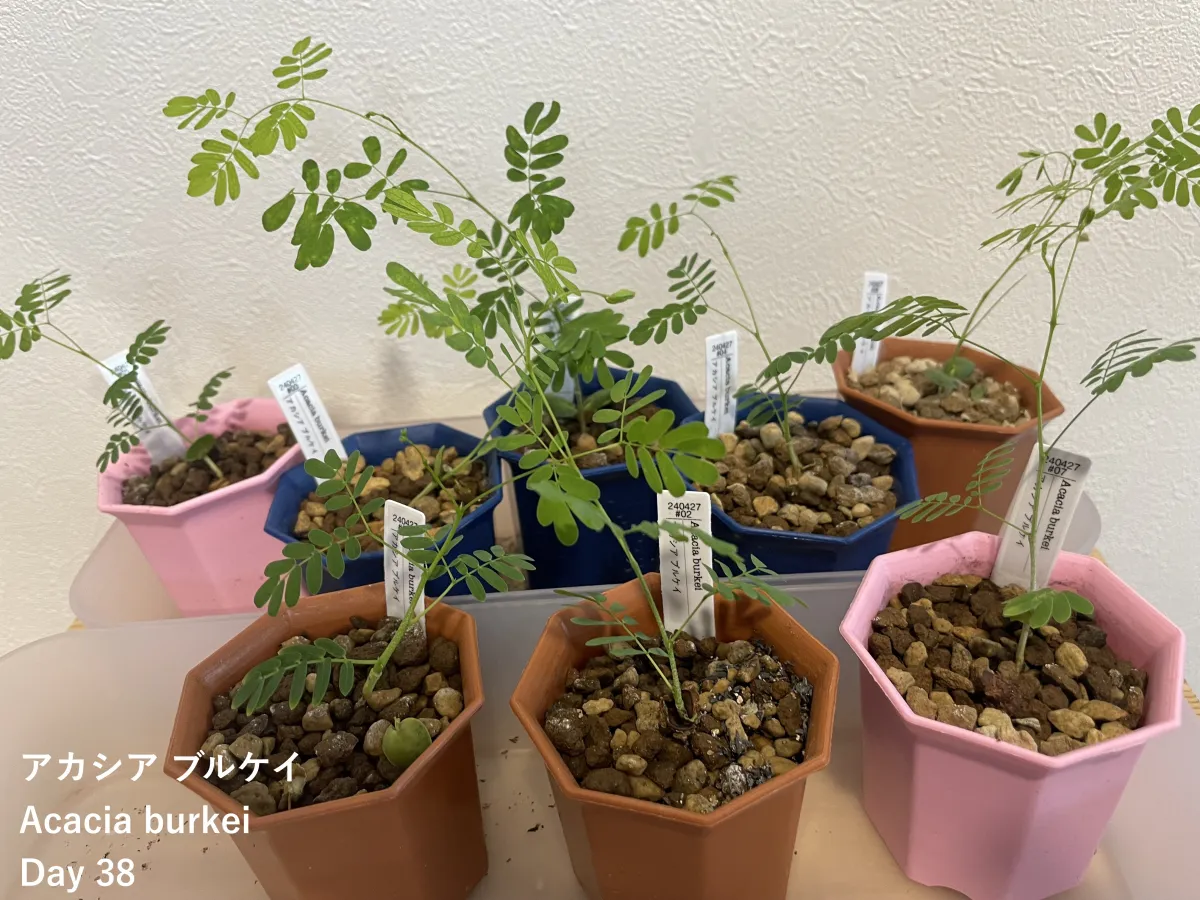 Acacia Acacia burkei (アカシア ブルケイ)