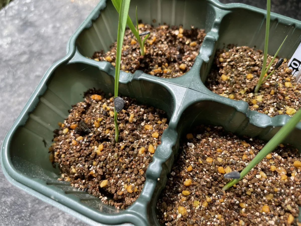 Yucca rigida (ユッカ リギダ)