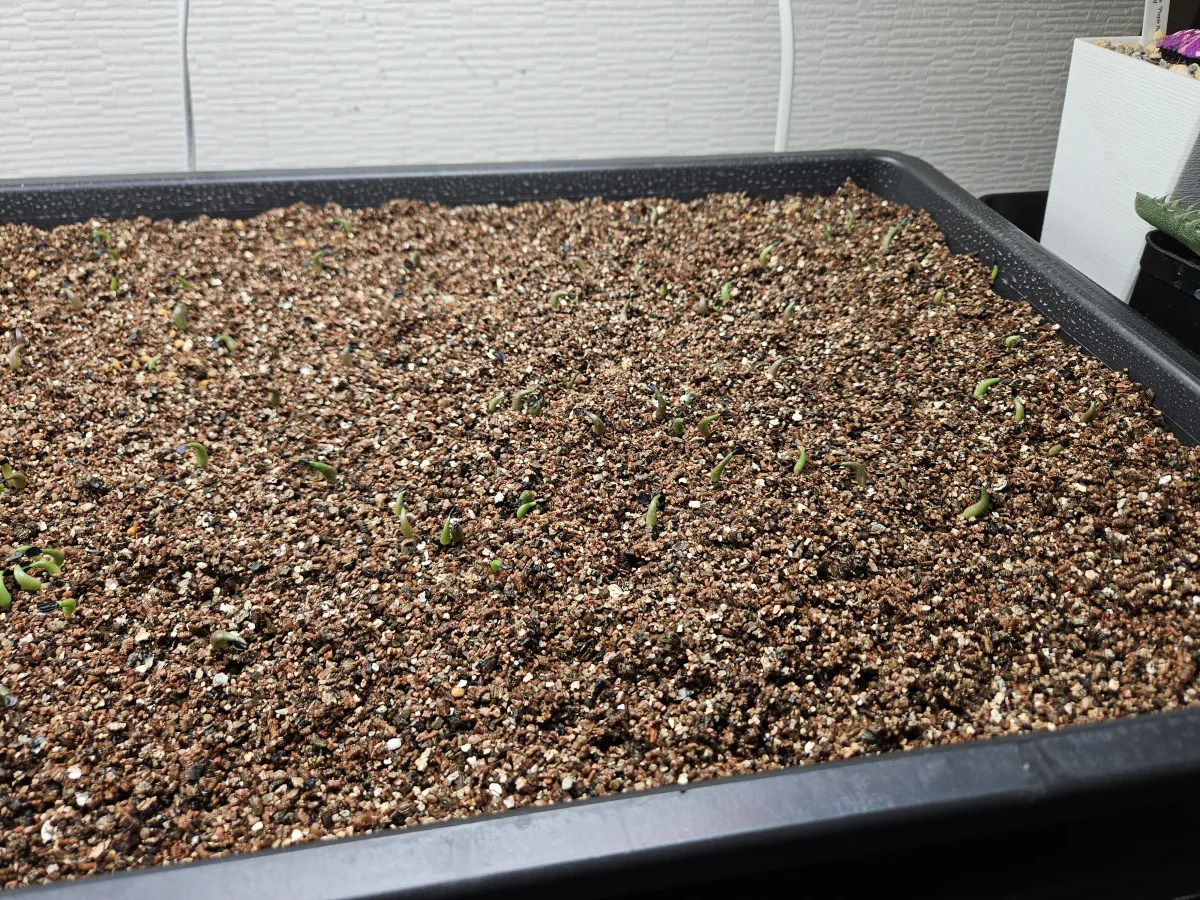 Agave oteroi (アガベ オテロイ)