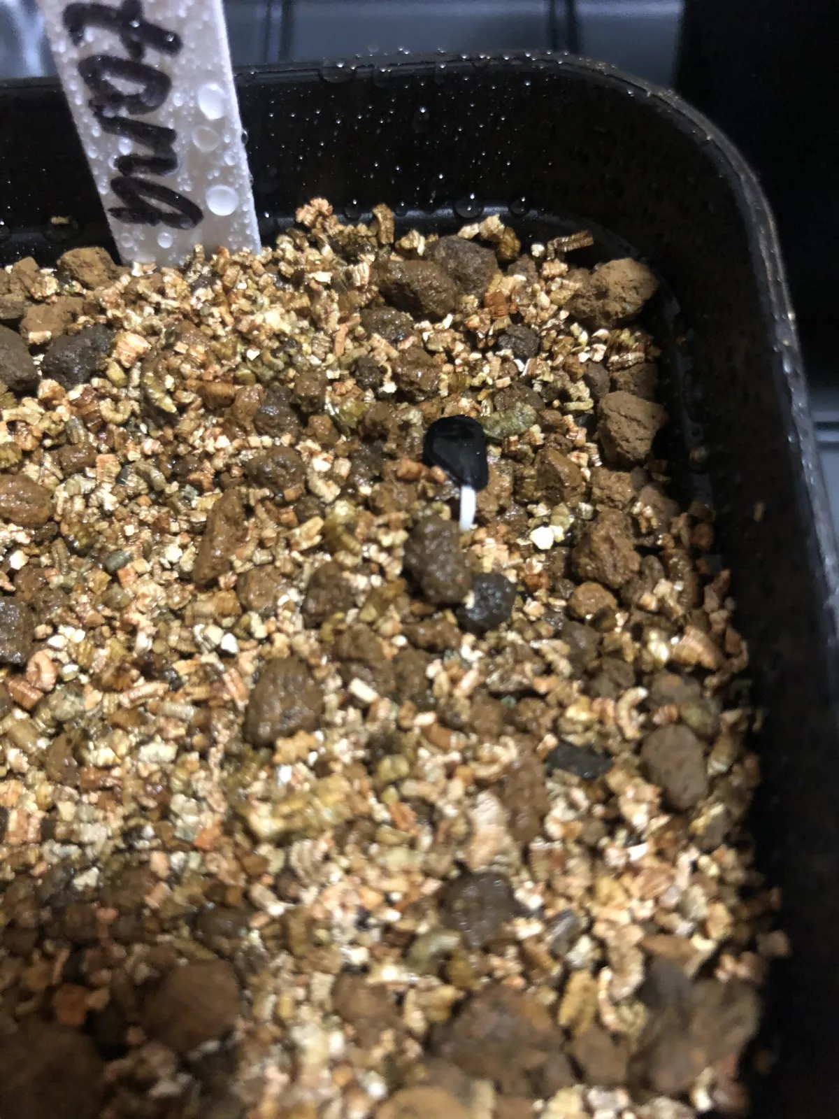 Agave montana (アガベ モンタナ)