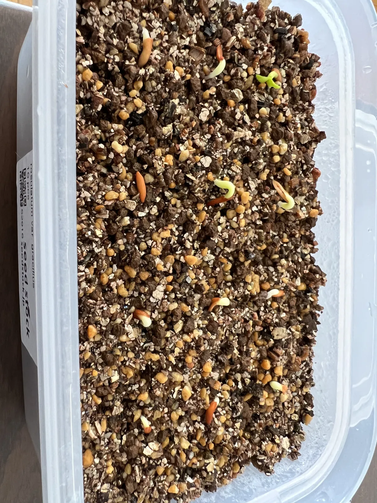 Pachypodium rosulatum var. gracilius (パキポディウム グラキリス)