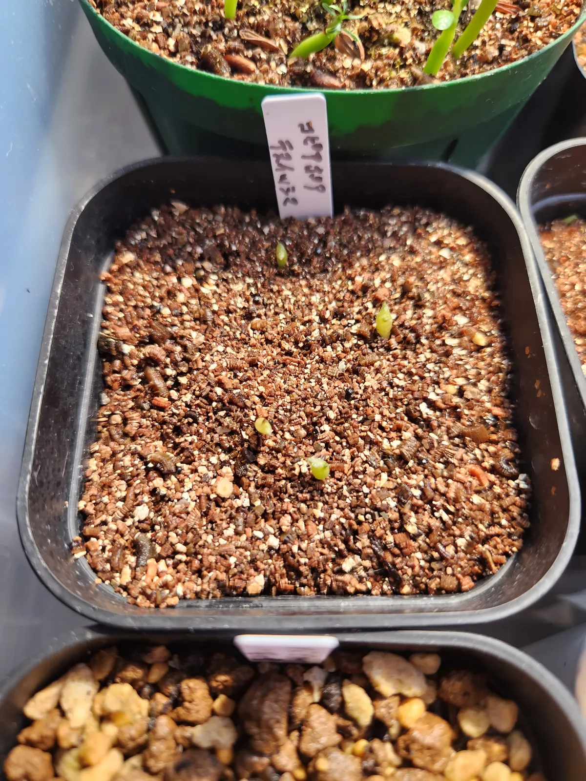 Copiapoa tenuissima (コピアポア テヌイシマ)