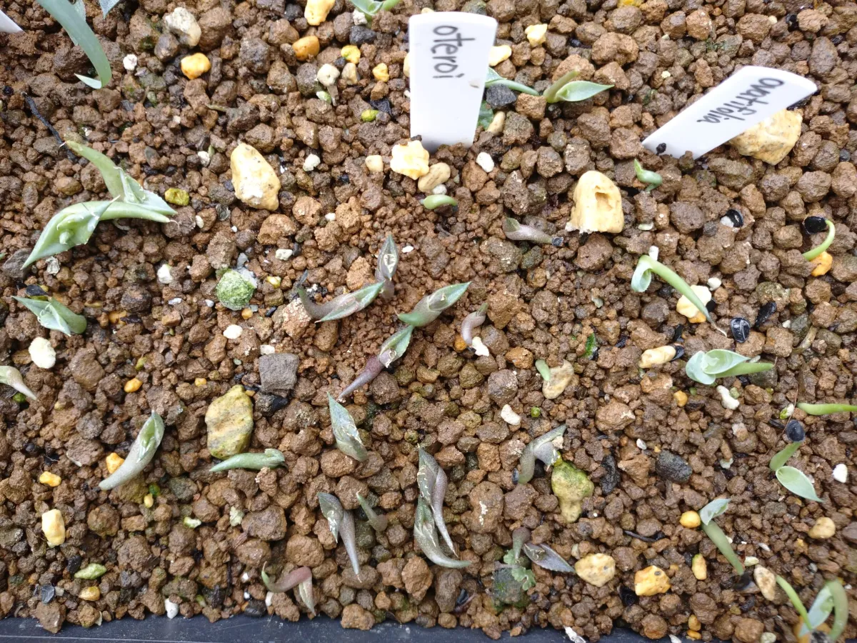 Agave oteroi (アガベ オテロイ)